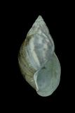 中文種名:非洲大蝸牛學名:Achatina fulica俗名:非洲大蝸牛俗名（英文）:非洲大蝸牛