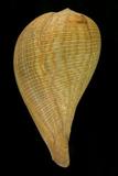 中文種名:麻布枇杷螺
