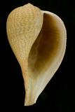 中文種名:麻布枇杷螺學名:Ficus filosa俗名:麻布枇杷螺俗名（英文）:麻布枇杷螺