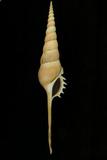 中文種名:長鼻鳳凰螺學名:Tibia fusus俗名:長鼻鳳凰螺俗名（英文）:長鼻鳳凰螺