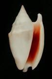 中文種名:紅袖鳳凰螺學名:Strombus bulla俗名:紅袖鳳凰螺俗名（英文）:紅袖鳳凰螺