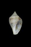 中文種名:花瓶鳳凰螺學名:Strombus mutabilis俗名:花瓶鳳凰螺俗名（英文）:花瓶鳳凰螺