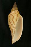 中文種名:閃電渦螺學名:Fulgoraria rupestris俗名:閃電渦螺俗名（英文）:閃電渦螺