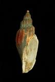 中文種名:閃電渦螺學名:Fulgoraria rupestris俗名:閃電渦螺俗名（英文）:閃電渦螺