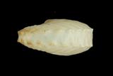 中文種名:闊船蛸學名:Argonauta hians俗名:闊船蛸俗名（英文）:闊船蛸
