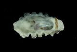 中文種名:黑齒牡蠣學名:Saccostrea mordax俗名:黑齒牡蠣俗名（英文）:黑齒牡蠣