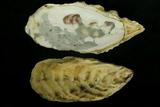 中文名(學名):長牡蠣( <i>Crassostrea gigas</i> )