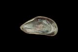 中文種名:似雲雀殼菜蛤學名:Hormomya mutabilis俗名:似雲雀殼菜蛤俗名（英文）:似雲雀殼菜蛤