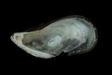 中文種名:紫孔雀殼菜蛤