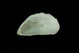 中文種名:似殼菜蛤學名:Mytilopsis sallei俗名:似殼菜蛤俗名（英文）:似殼菜蛤