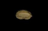 中文種名:琉球石鱉學名:Acanthopleura loochooana俗名:琉球石鱉俗名（英文）:琉球石鱉