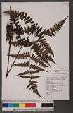 Cornopteris decurrenti-alatum (Hook.) Nakai s