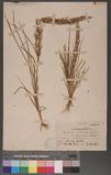 Eragrostis interrubta Beaun