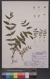 Coriaria japonica A. Gray subsp. intermedia (Matsum.) Huang & Huang OW