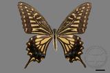 ǦW:Papilio xuthus