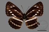 ǦW:Neptis nata lutatia