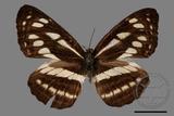 ǦW:Neptis soma tayalina