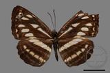 ǦW:Neptis soma tayalina