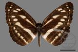 ǦW:Neptis soma tayalina