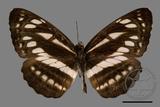 ǦW:Neptis soma tayalina