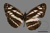 ǦW:Neptis soma tayalina