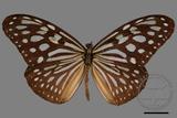 中文種名:琉球青斑蝶