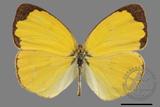 ǦW:Eurema hecabe hobsoni