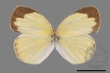 ǦW:Eurema hecabe hobsoni