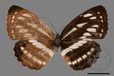 ǦW:Neptis soma tayalina