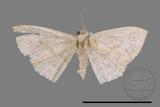 ǦW:Scopula sp.