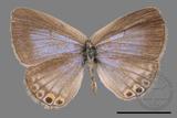 ǦW:Euchrysops cnejus