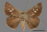 ǦW:Suastus gremius gremius