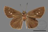 ǦW:Suastus gremius gremius