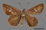 ǦW:Suastus gremius gremius