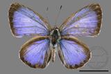 ǦW:Acytolepis puspa myla