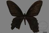 ǦW:Papilio thaiwanus