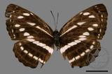 ǦW:Neptis nata lutatia