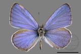 ǦW:Celastrina lavendularis himilcon