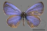 ǦW:Celastrina lavendularis himilcon