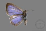 ǦW:Acytolepis puspa myla