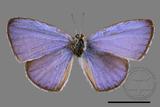 ǦW:Celastrina lavendularis himilcon