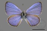 ǦW:Celastrina lavendularis himilcon