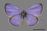 ǦW:Celastrina lavendularis himilcon