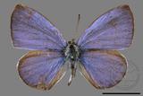 ǦW:Celastrina lavendularis himilcon