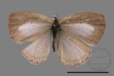 ǦW:Celastrina lavendularis himilcon