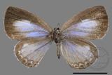 ǦW:Acytolepis puspa myla