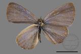 ǦW:Celastrina lavendularis himilcon