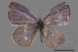 ǦW:Celastrina oreas arisana