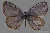 ǦW:Celastrina oreas arisana