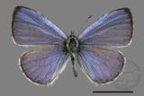 ǦW:Celastrina lavendularis himilcon